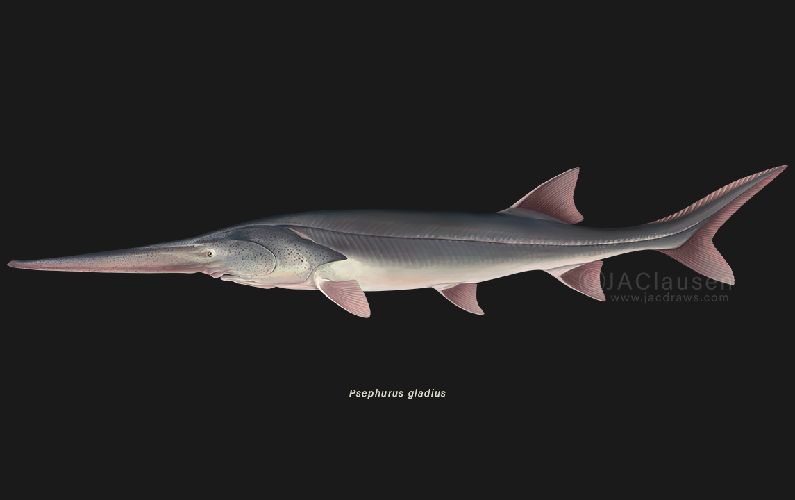 a scientific illustration depicting the Chinese Paddlefish, Psephurus gladius, a fish that was officially declared extinct in 2020