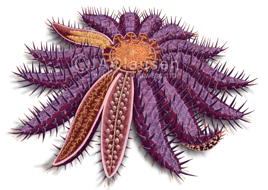 Crown of Thorns Starfish, Acanthaster planci, illustration depicting internal anatomy