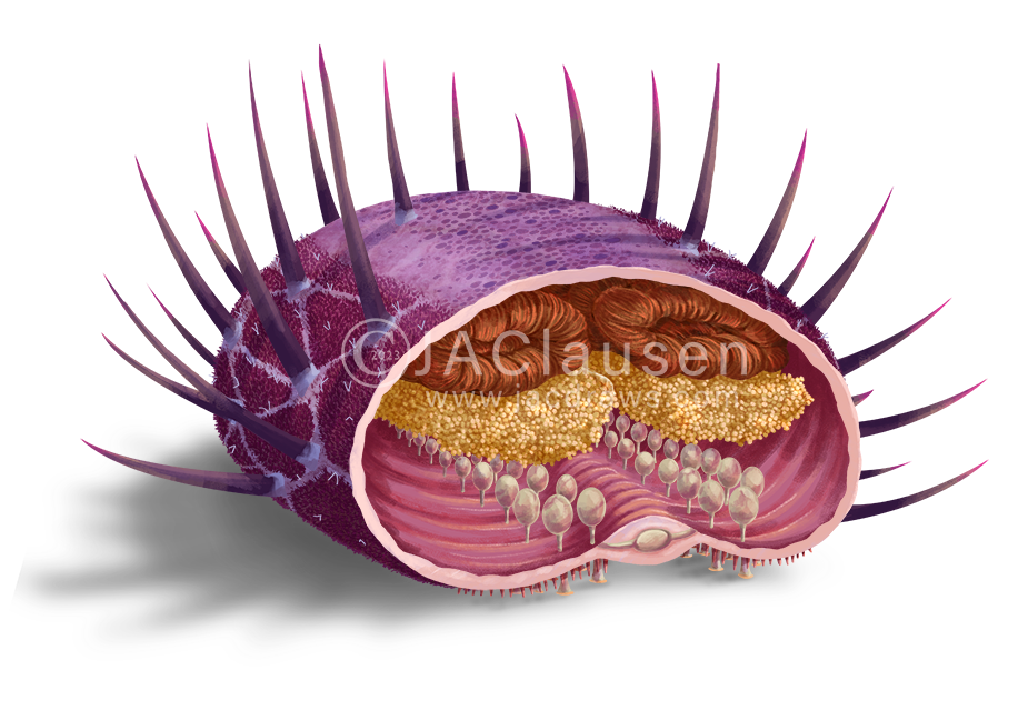 cross section of  a Crown of Thorns Starfish, Acanthaster planci, showing internal structure