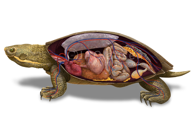 illustration of the internal anatomy of a Brisbane Short Neck Turtle, Emydura macquarii