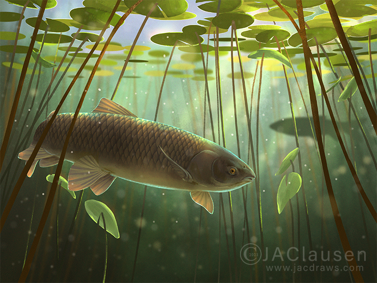 illustration of a Grass Carp, Ctenopharyngodon idella, swimming beneath a bed of lily pads