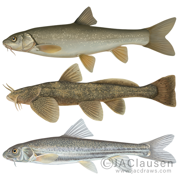 Three fish illustrations for a Hydro4U project. From top to bottom: Schizothorax eurystomus, Gliptosternon oschanini, Diptychus sewerzowy