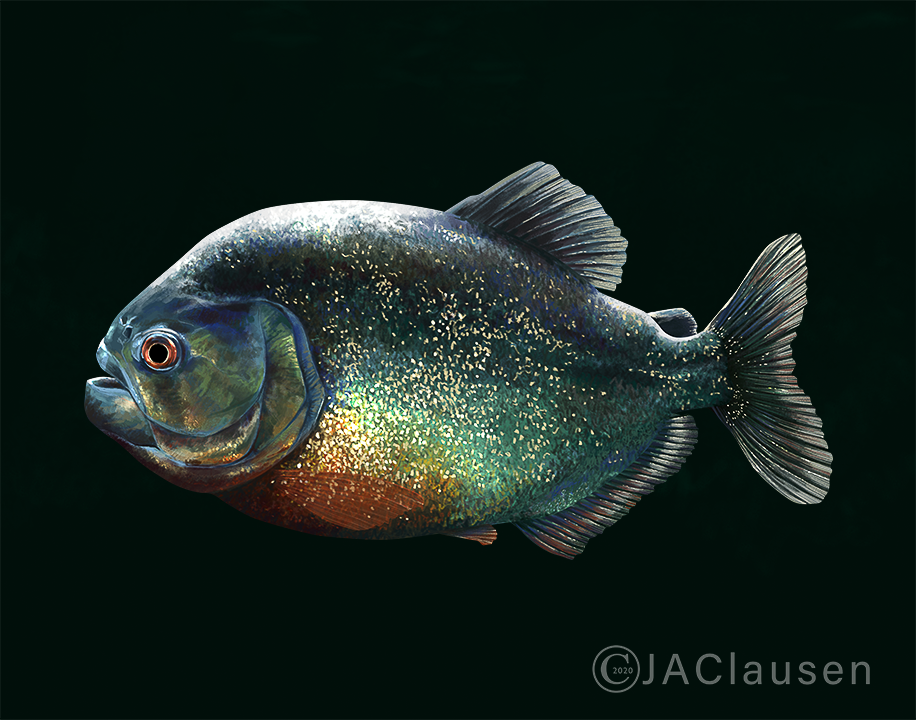 digital scientific illustration of red bellied piranha, Pygocentrus nattereri