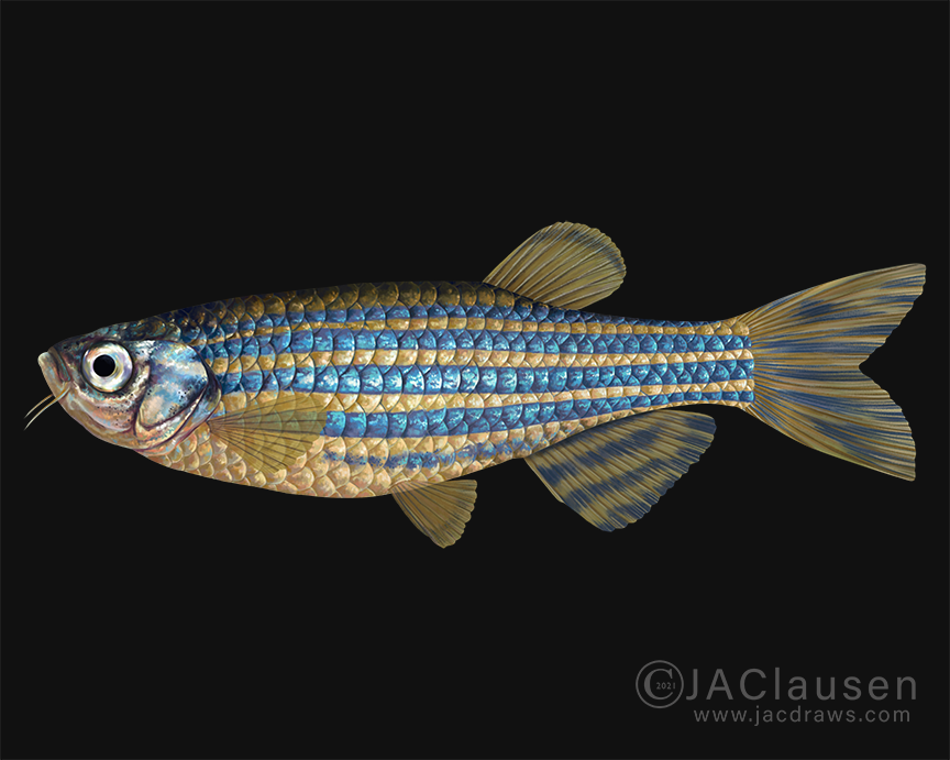 taxonomic digital illustration of Zebrafish, Danio rerio 